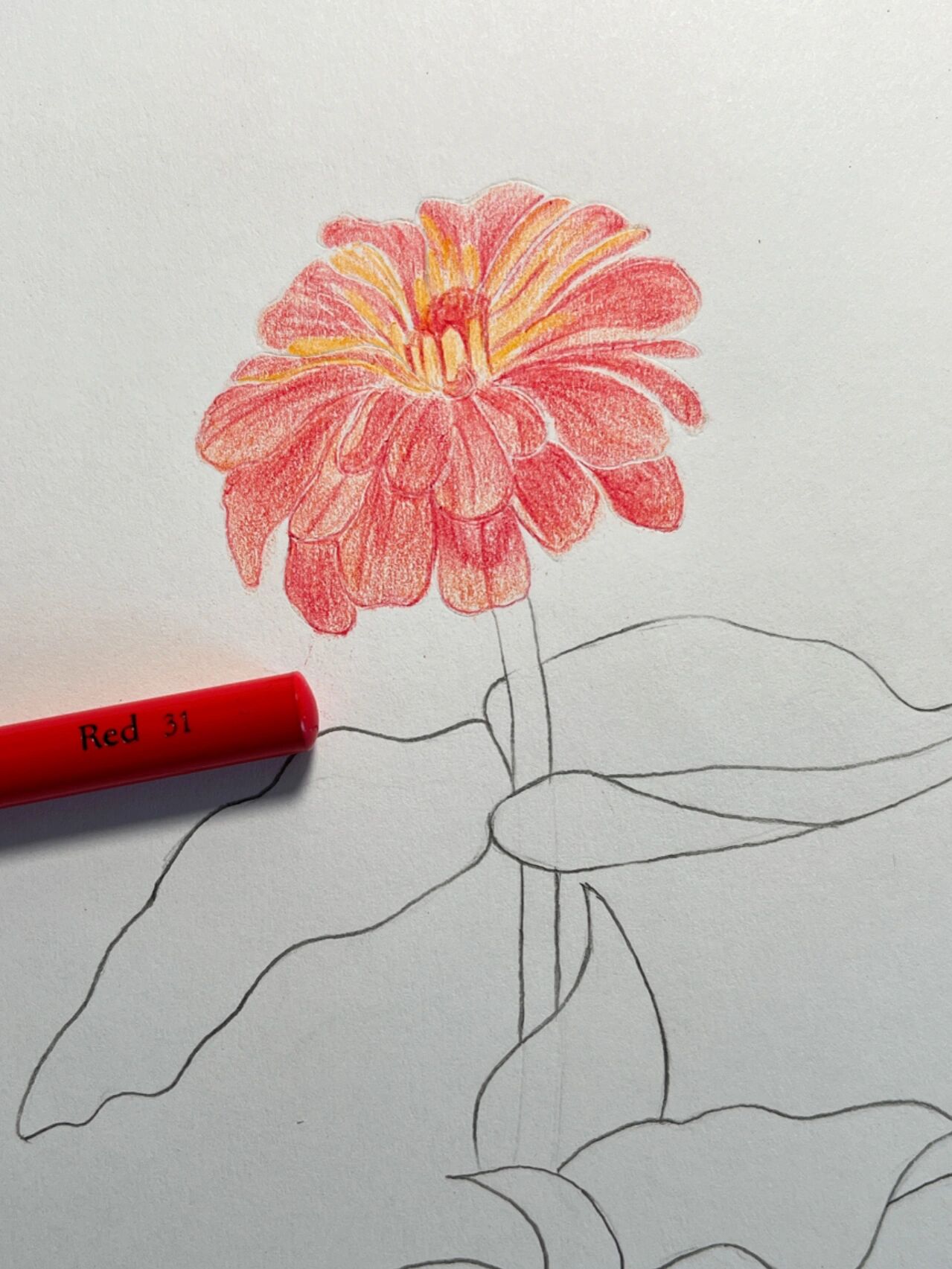 彩铅画#百日草#附详细步骤图 色号 7315马可tribute系列120色