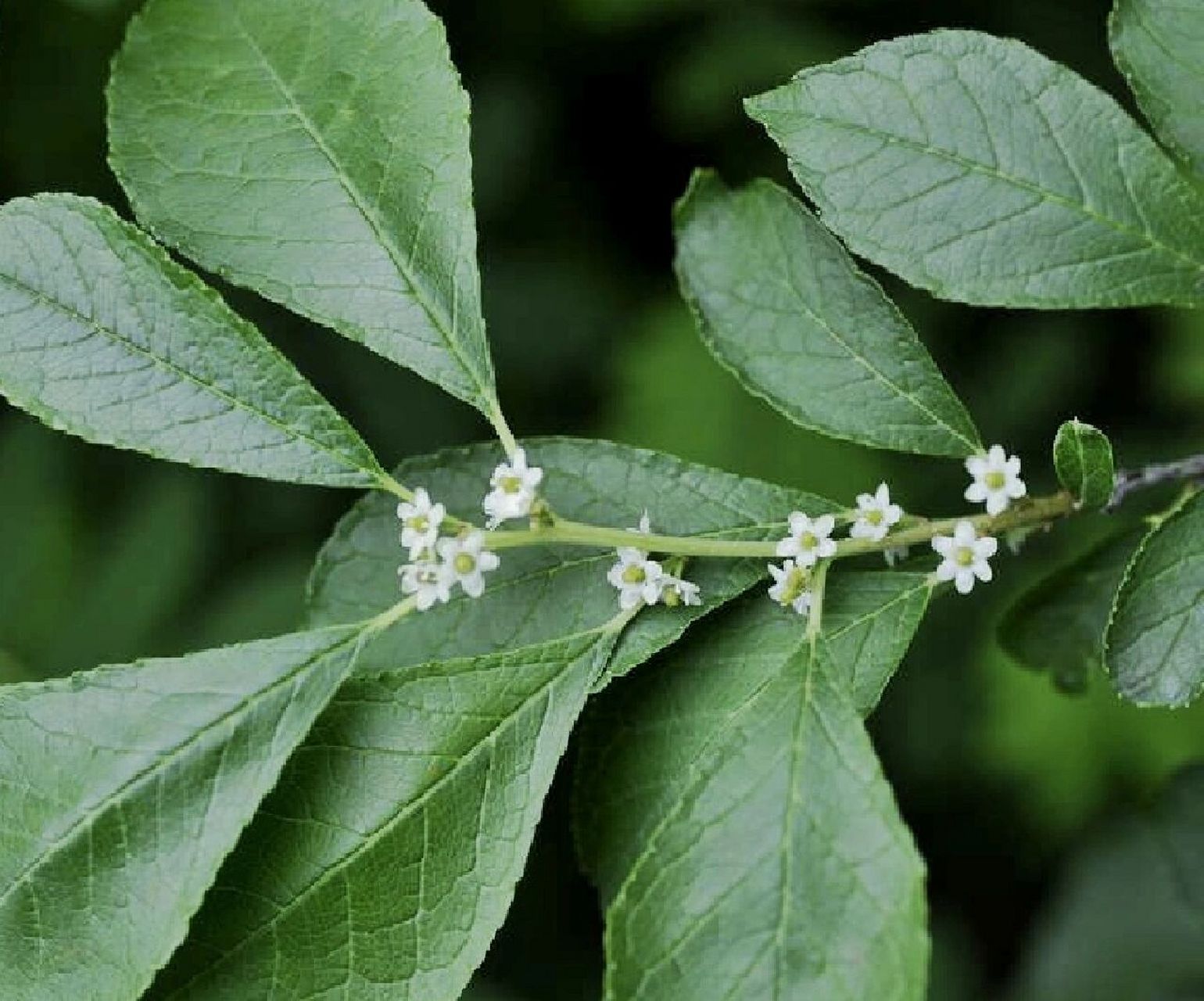 种花手扎:轮生冬青(北美冬青)养护 轮生冬青 67一款来自北美的