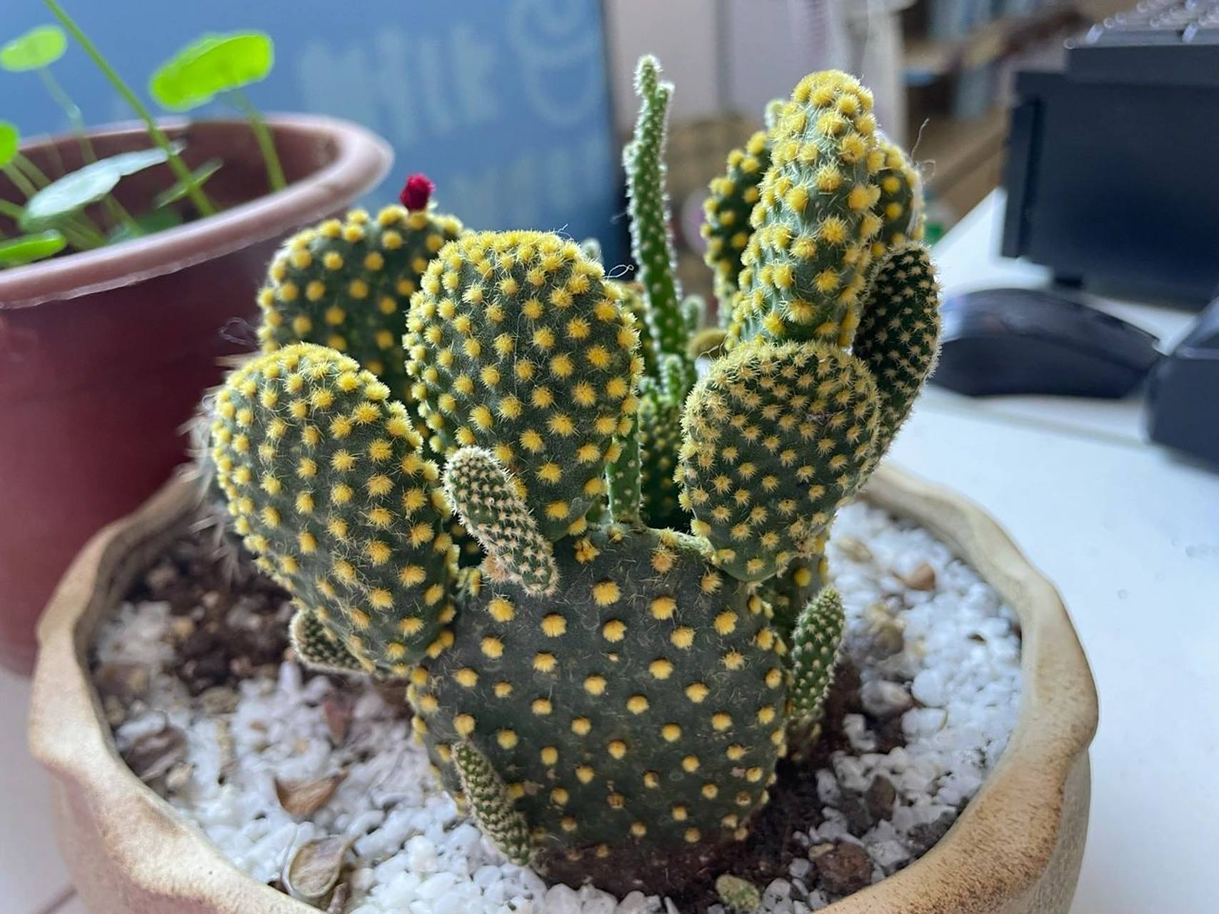 仙人掌(黄毛掌)91开花98 偶然遇到朋友家的这株仙人掌91,长得好