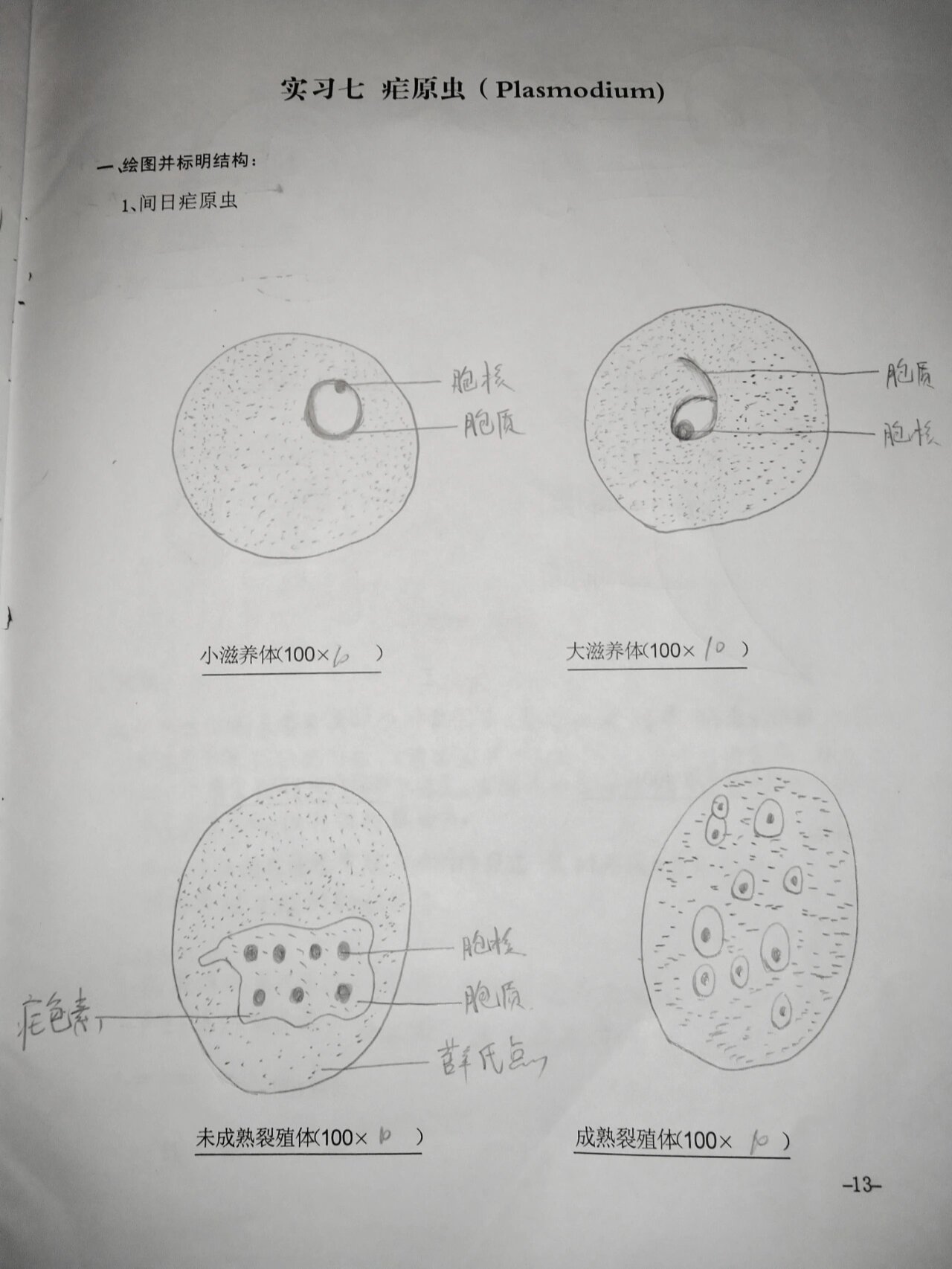 疟原虫雄配子体手绘图图片