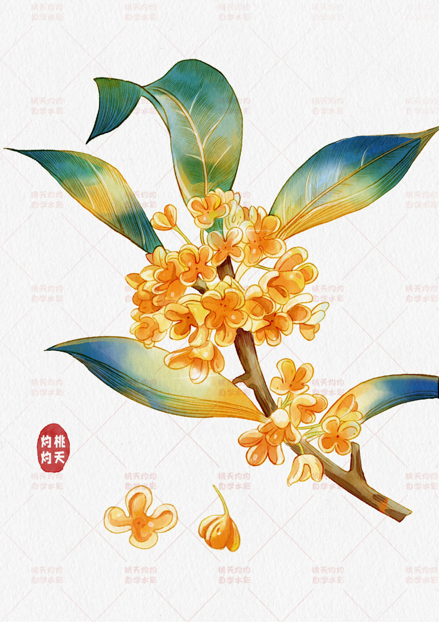 ipad零基础手绘花卉|新手教程|钢笔淡彩桂花  好久没有给大家更新了