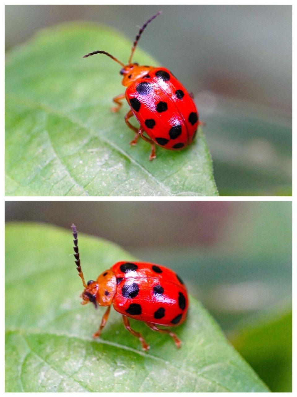 "花大姐"——瓢虫94——日常拍照 童年时都叫它"花大姐" 上学后才