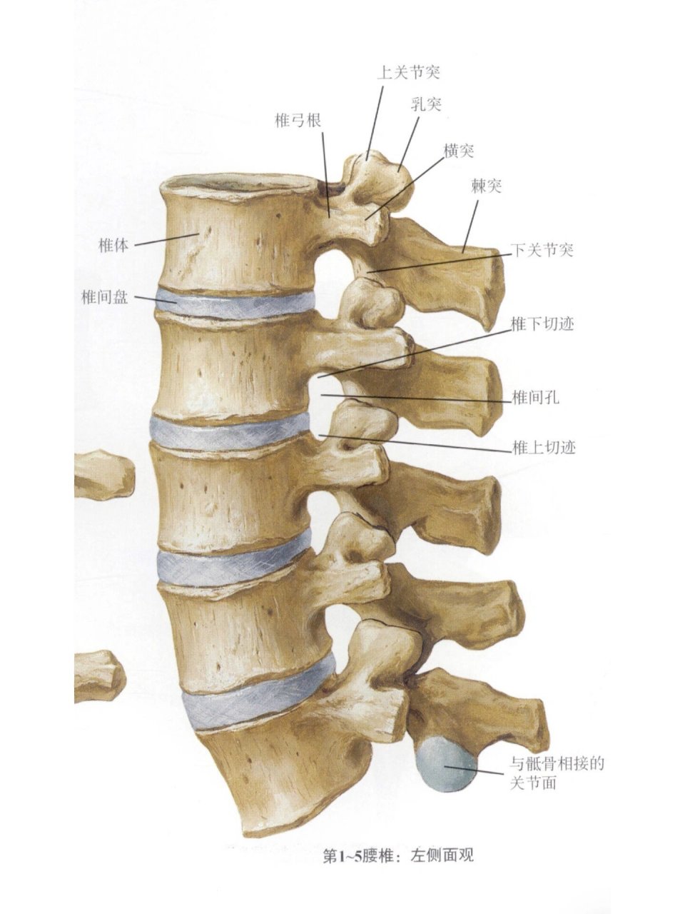 椎骨间连结解剖图图片