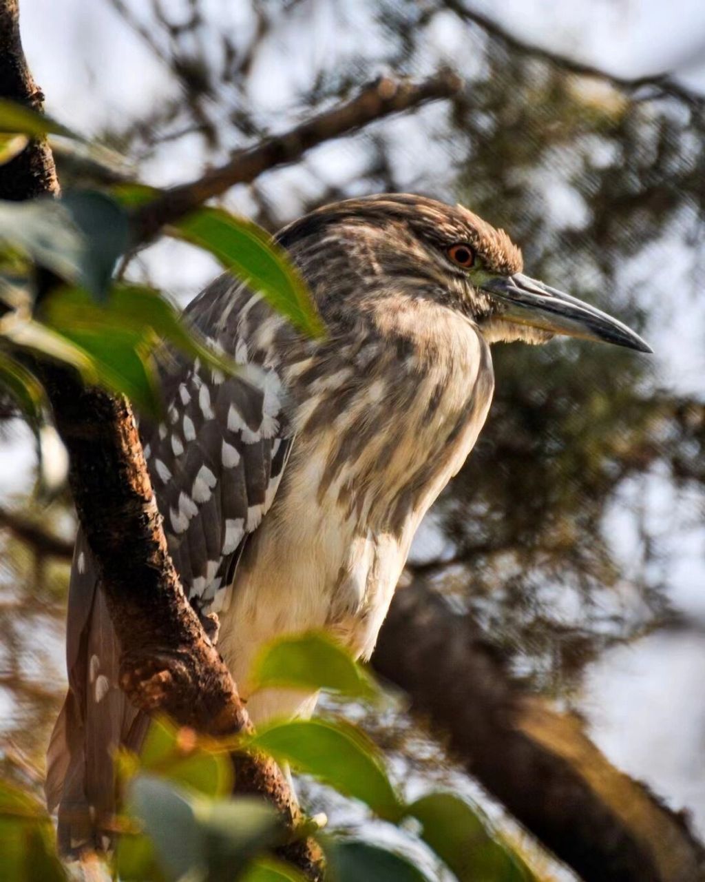 夜鹭·国家三级保护动物 拍摄于上海闵行体育公园