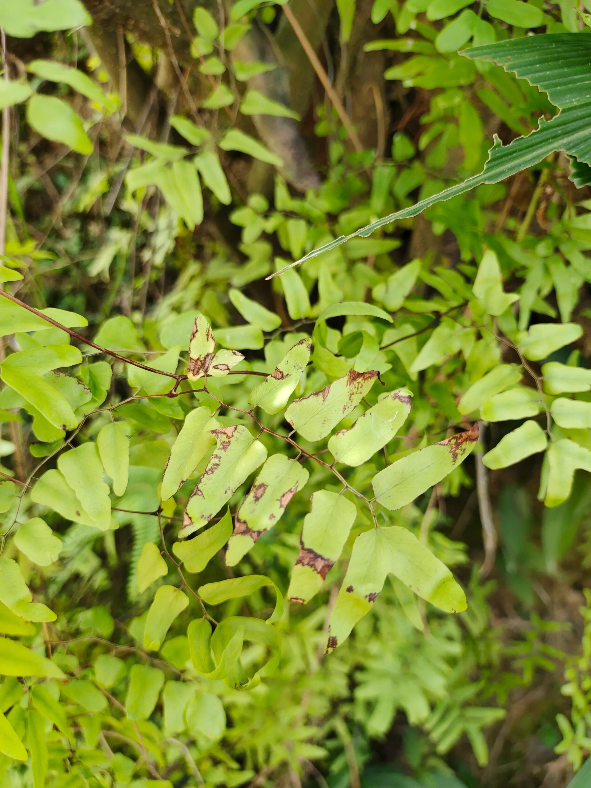 转筋藤草图片图片