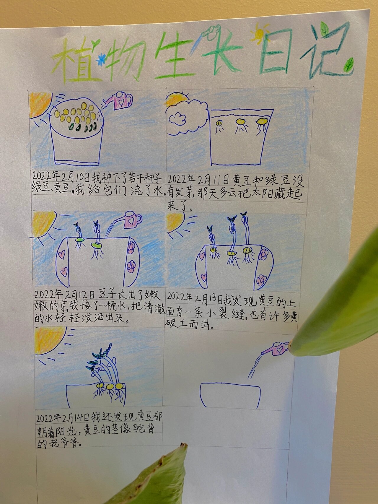 关于植物的观察日记200字小学三年级(关于植物的观察日记两篇)