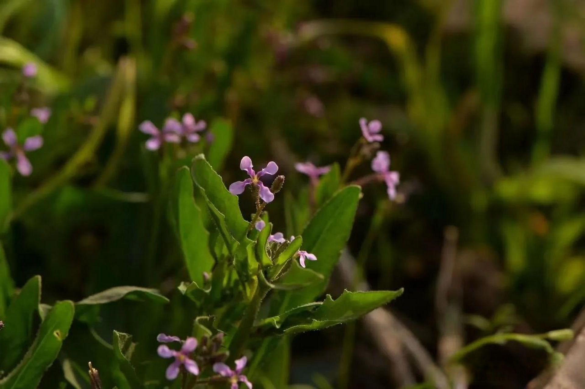 红花荠菜,你吃过吗?