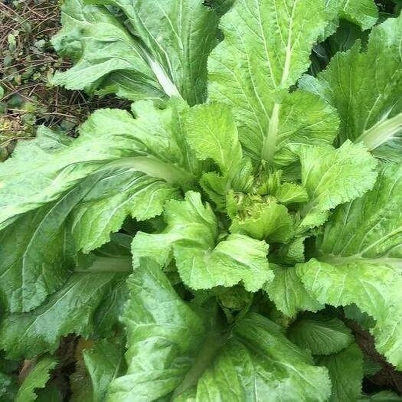 湖南的咸菜跟榨菜 我是用儿菜叶子做的咸菜 1,将叶子晒干,然后切碎撒