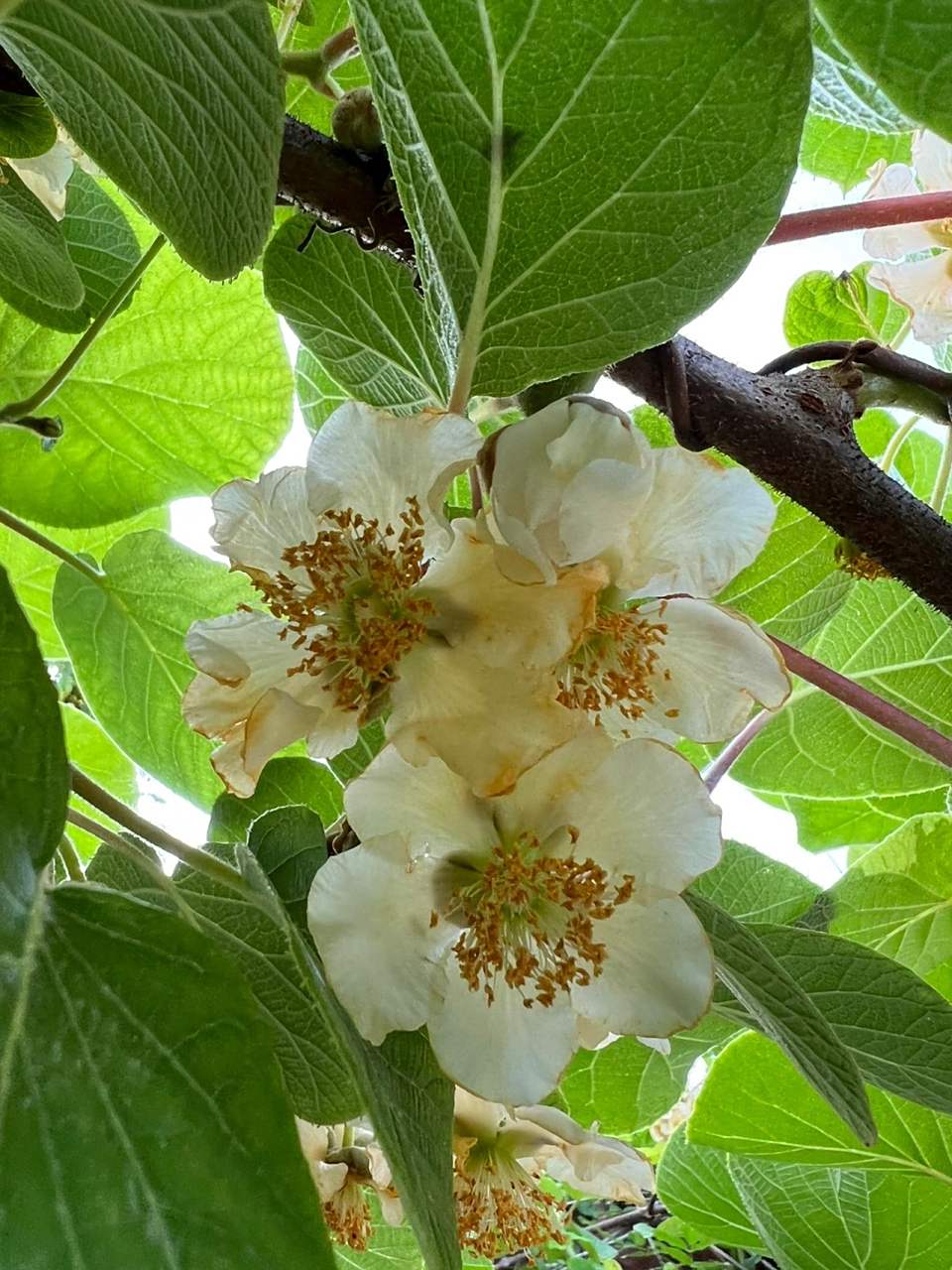 这个猕猴桃花是公花还是母花?