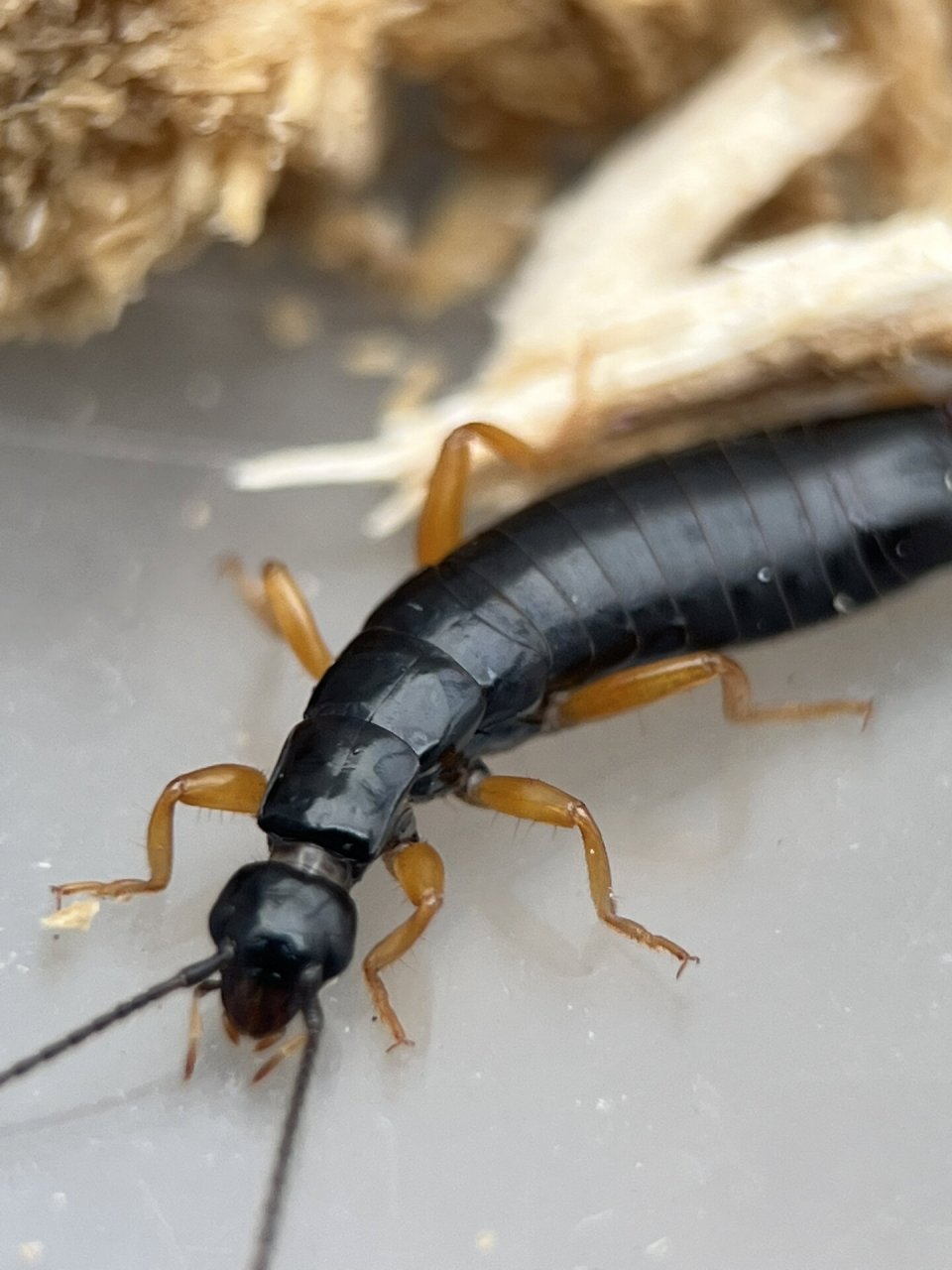 自然昆虫小知识:肥螋 #昆虫# #自然教育# #自然观察# 网页上有很多