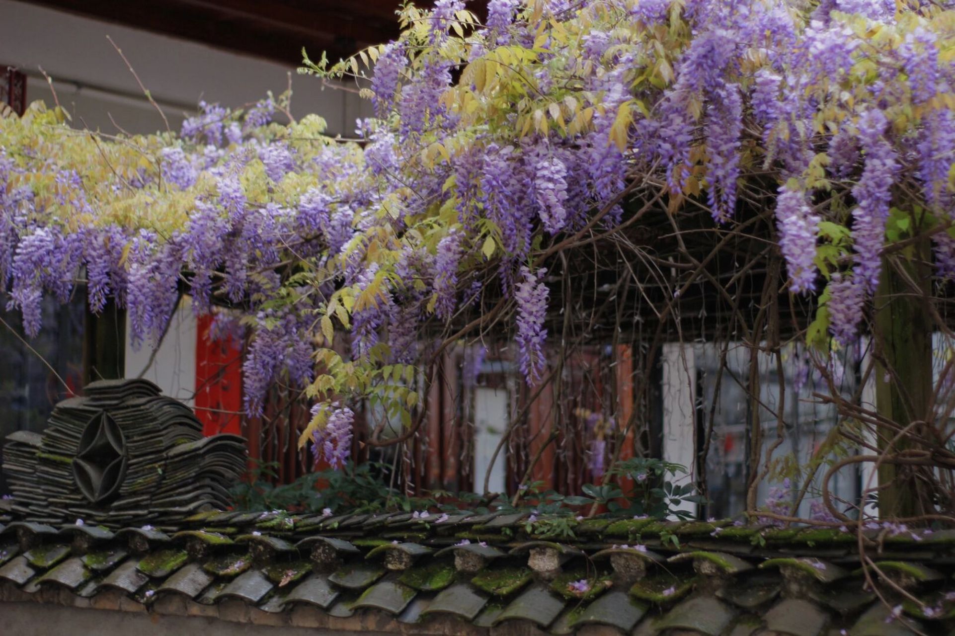 桂林阳朔 紫藤花盛开的院子 99阳朔陋室门口 	 大门紧闭,院子的紫藤