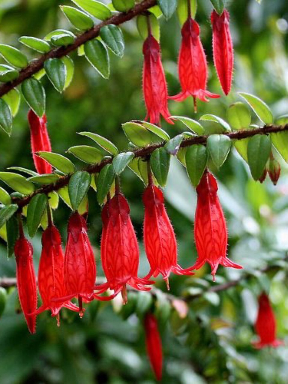 4月18日·五翅莓【365天·一天一朵生辰花】 【生辰花】五翅莓 agape