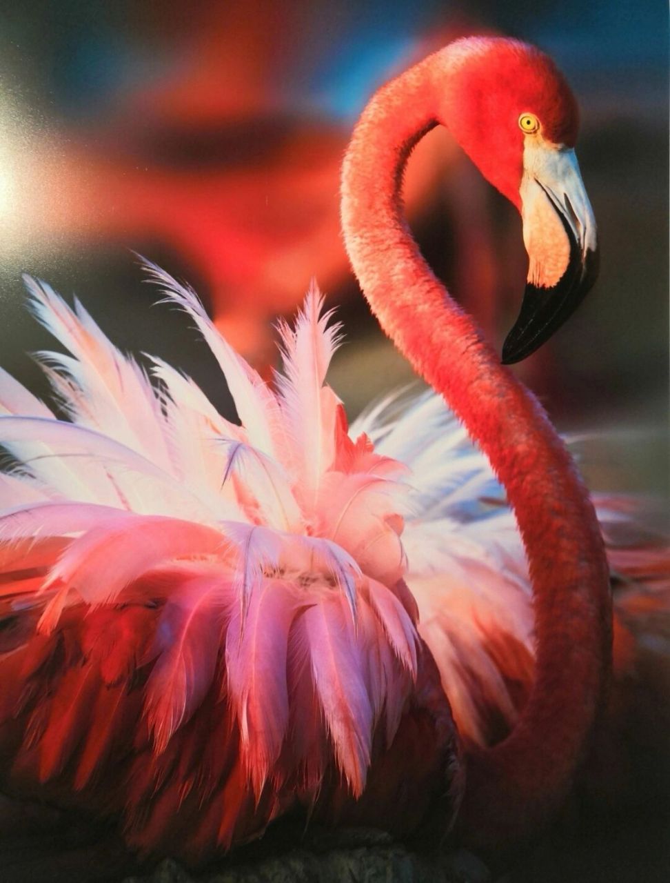 罗红摄影艺术展 纪录片超震撼摄影展好好看94 在北京#的顺义区