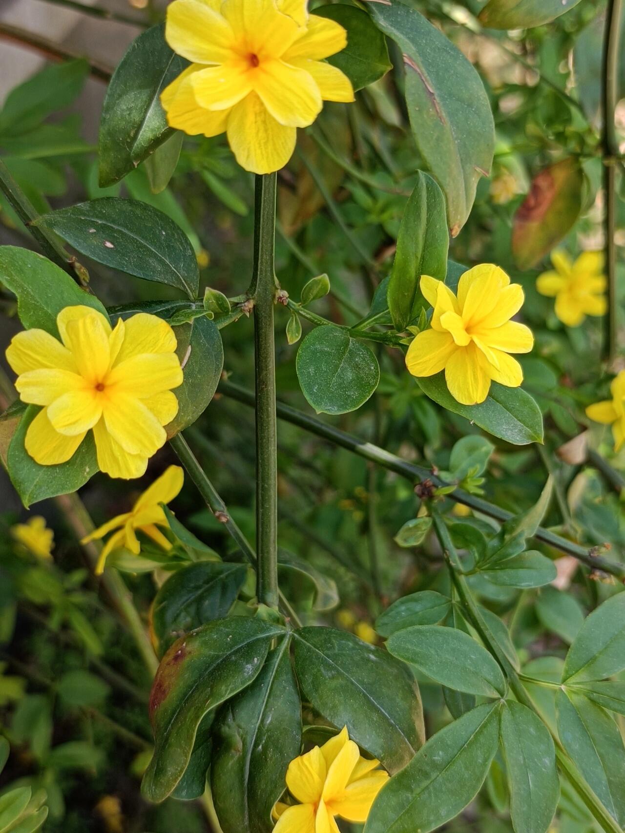 迎春花的叶子长啥样图片