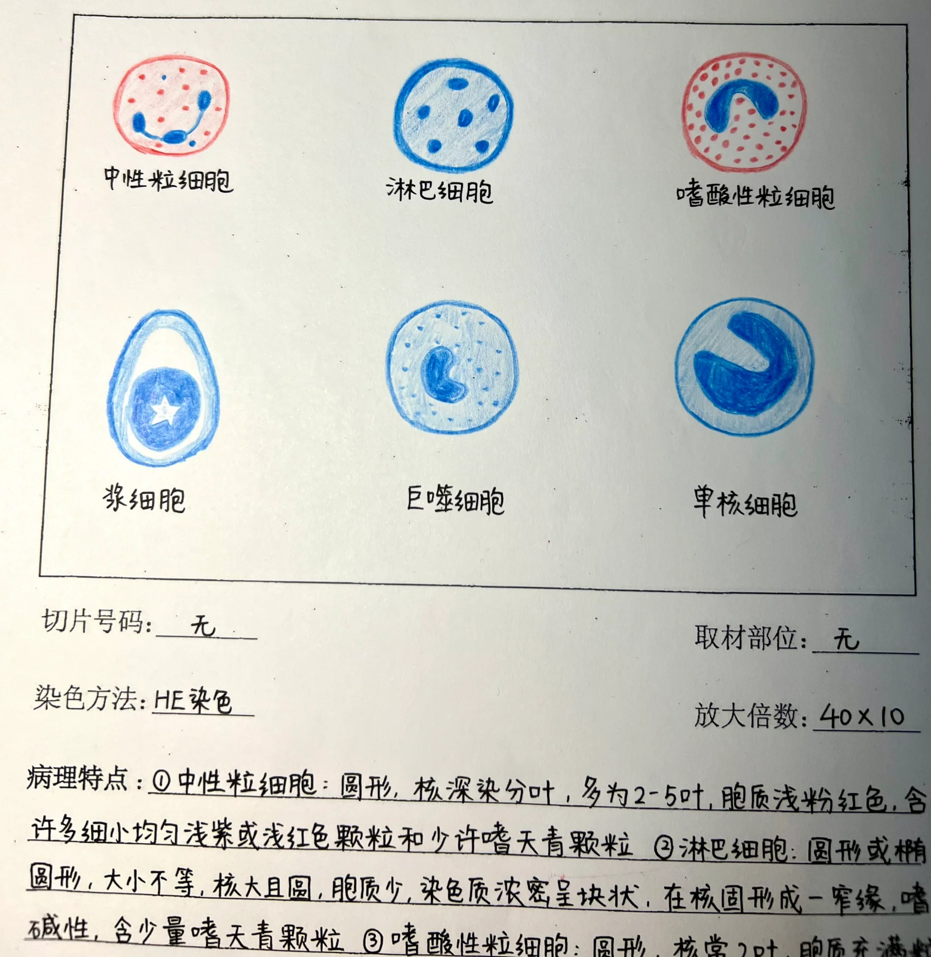 嗜碱性粒细胞画图图片