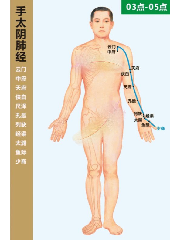 肺经络图走向图片