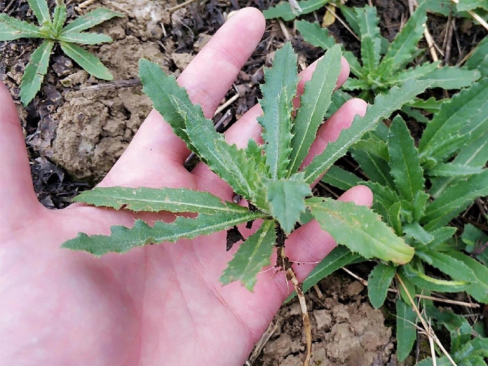 是菊科蓟属多年生草本植物,植株通常不高,也比较纤细 小蓟也因为叶子