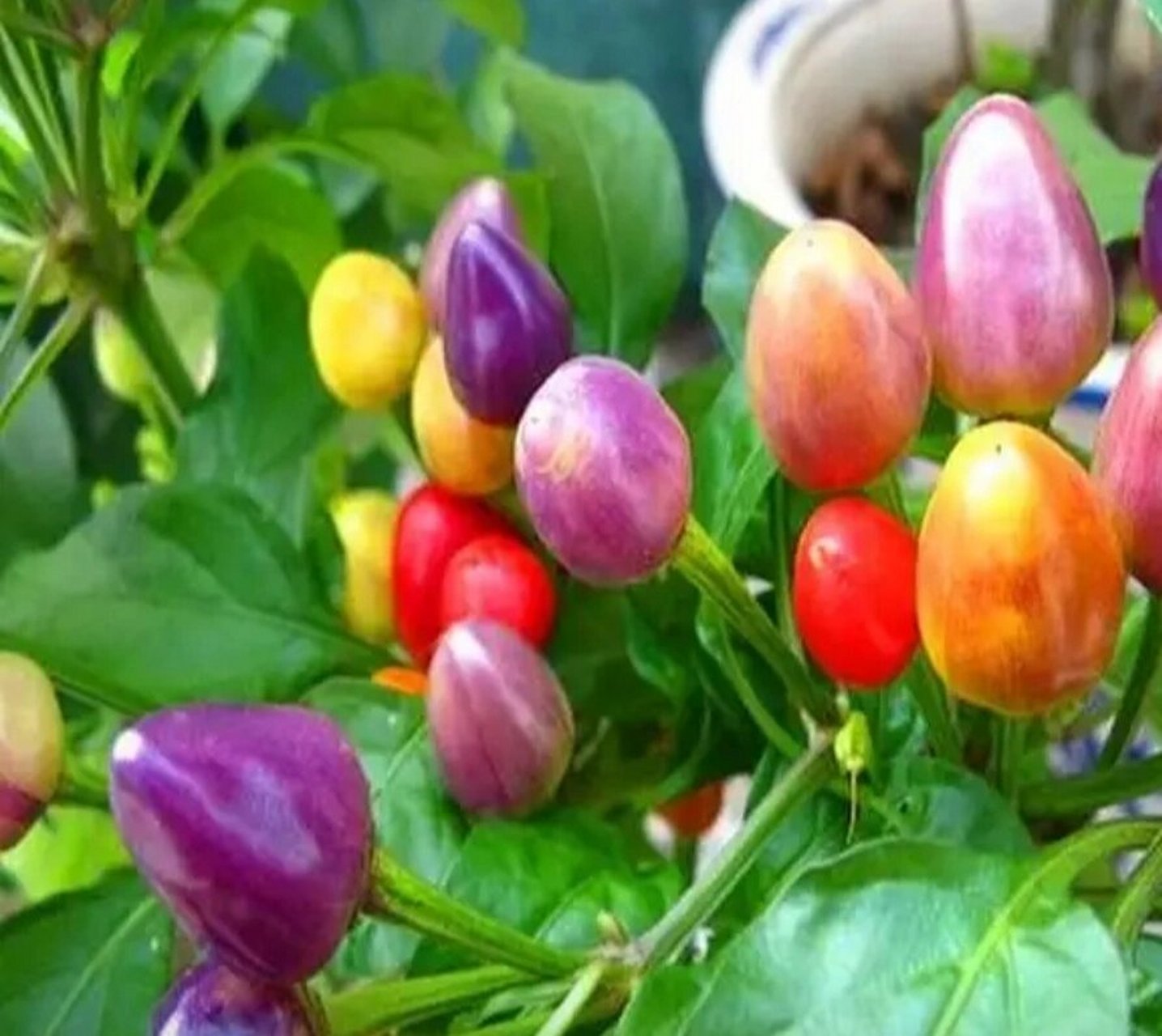 种盘能吃能观赏的五彩椒 在阳台的花园种棵五彩椒非常的实用.