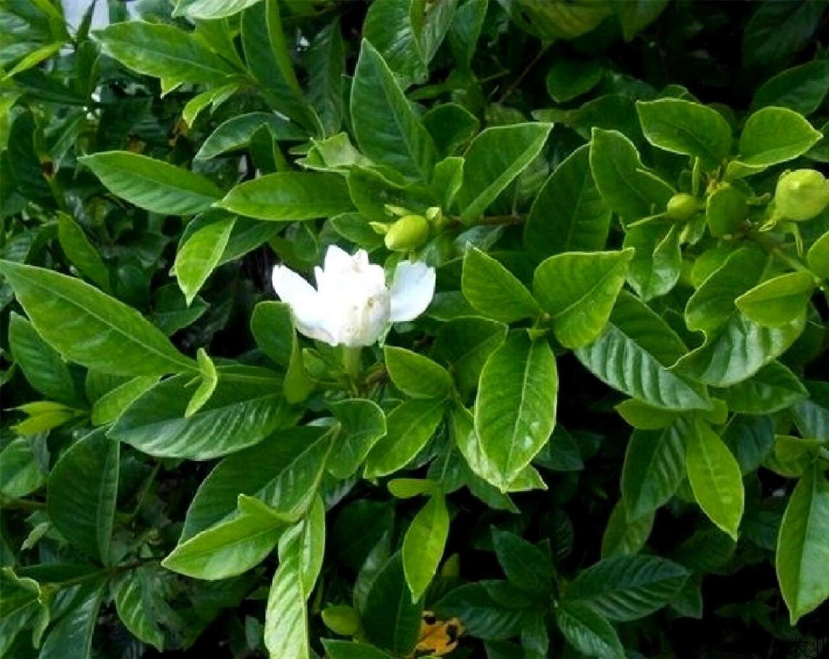 白栀子花儿结出黄果果 山枙子,开白花,结橙黄色果.栀子果:味苦,性寒.
