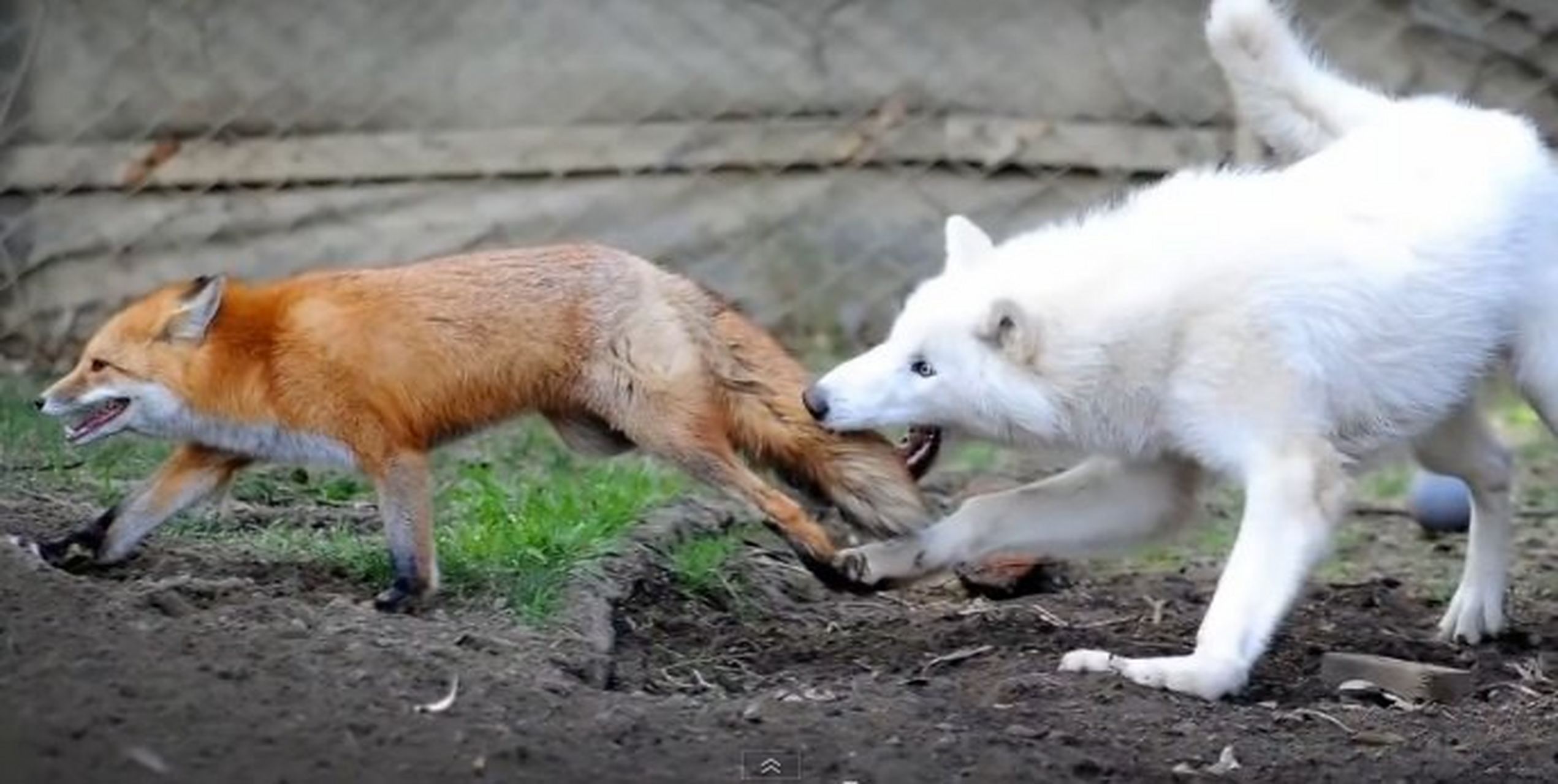 狼与狐的不寻常友谊 虽然同属犬科,但在野外,狼与狐狸其实往往是敌人