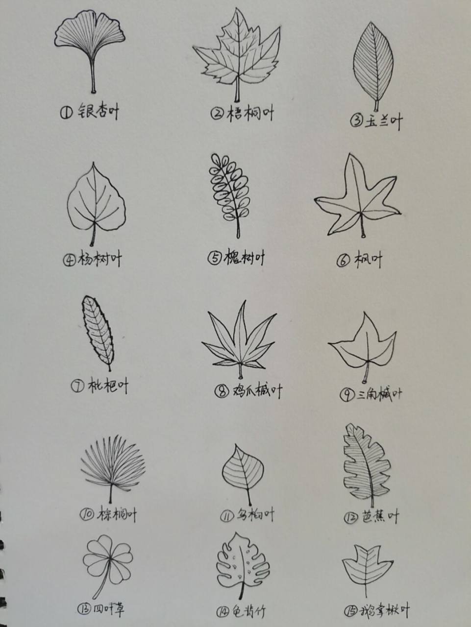 树叶简笔画(附名称) #画画# #简笔画教程# #吹落的树叶# #控笔