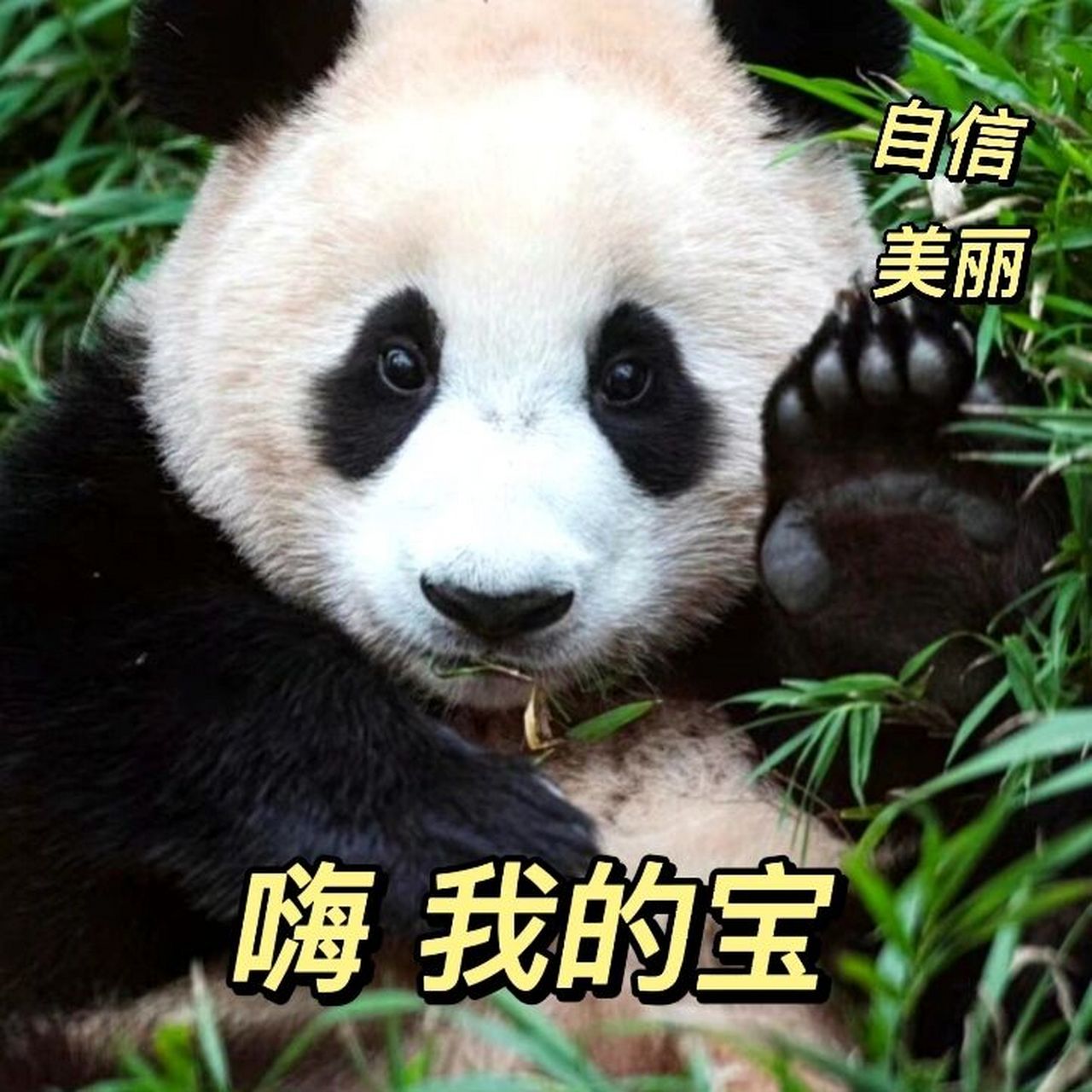 小福宝的可爱表情包119494 世界上有三种宝,充电宝,易热宝,还有