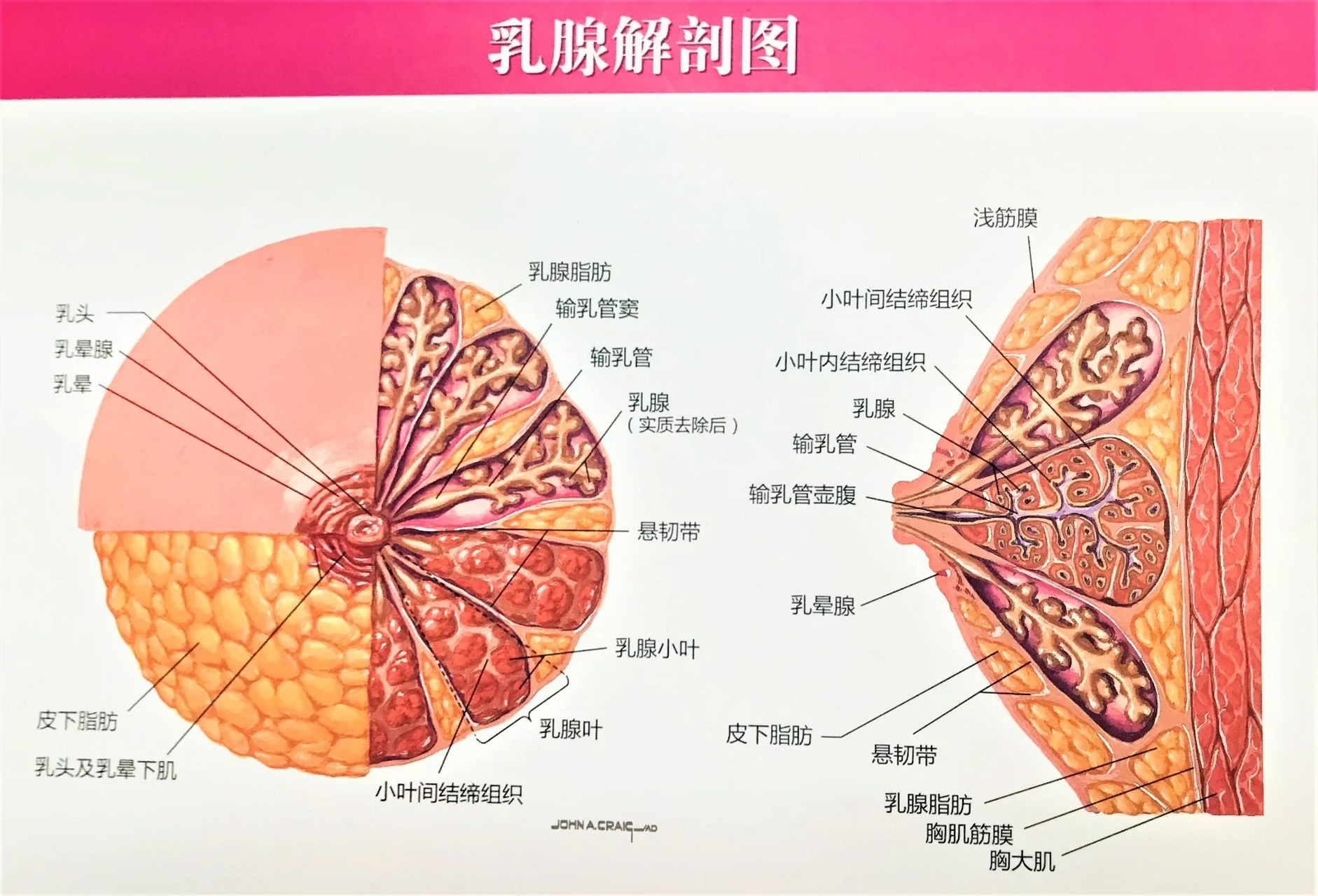 乳房的结构:乳房皮肤以内主要有三种结构组成,乳腺,纤维组织和脂肪
