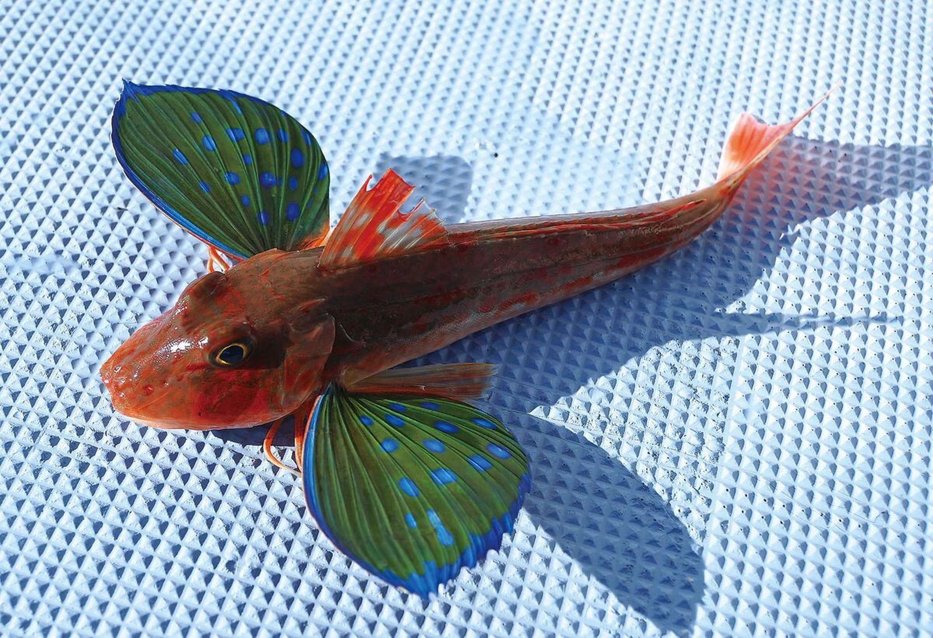 100种好吃且高颜值海鱼(3/100) 中文名:小银绿鳍鱼 学名: chelidon