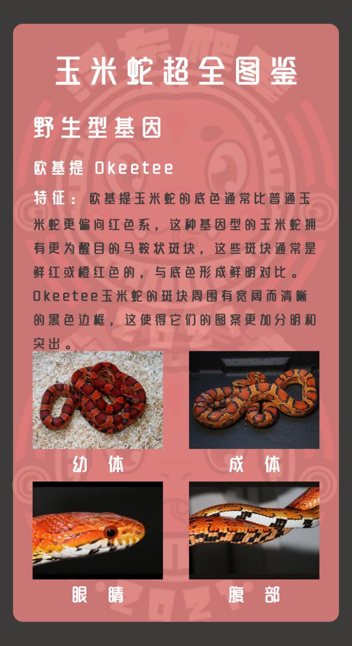 玉米蛇超全图鉴-野生型 大家好,我是你们的爬行宠物小达人!