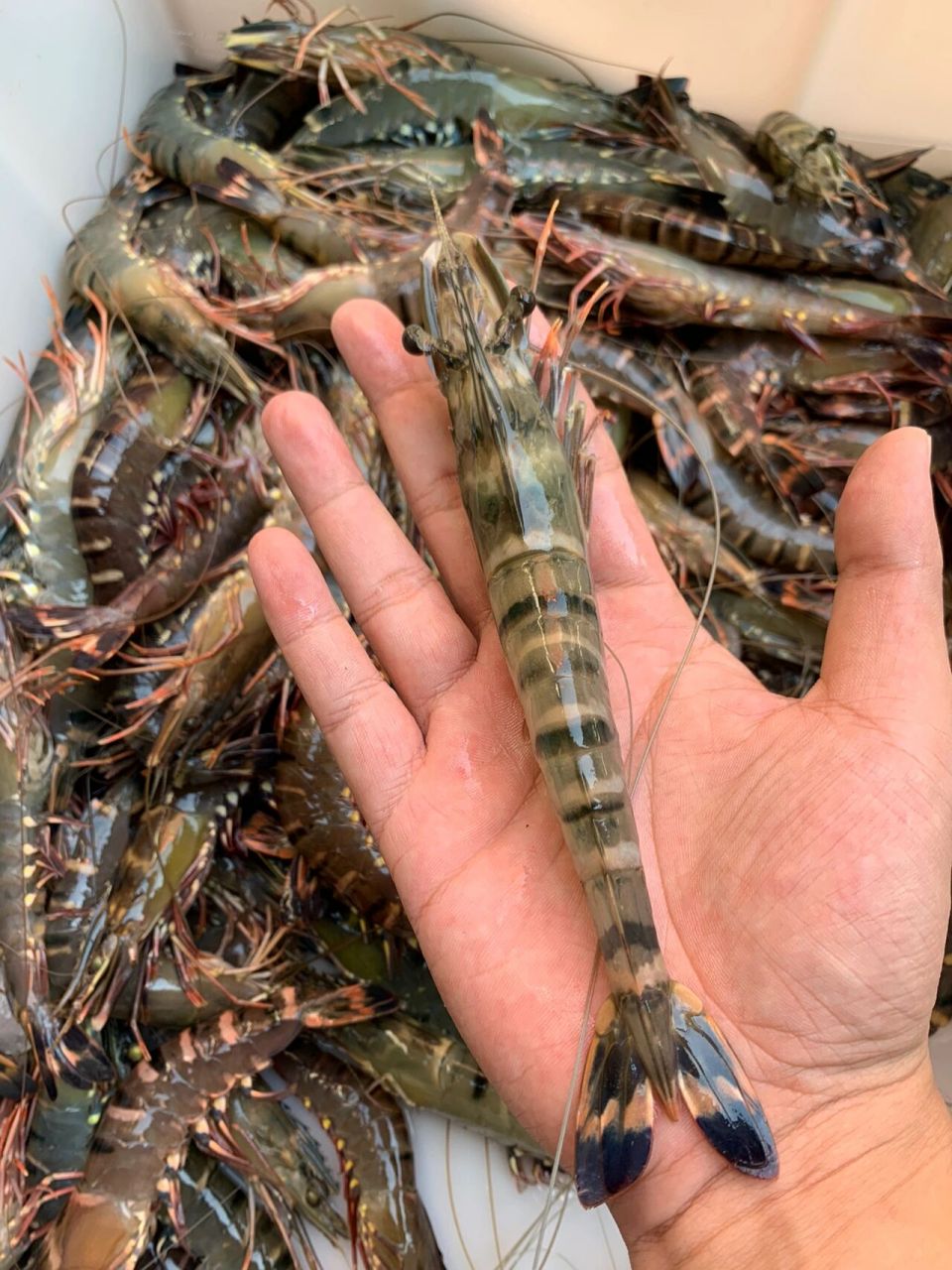 黑草虾活冻加工