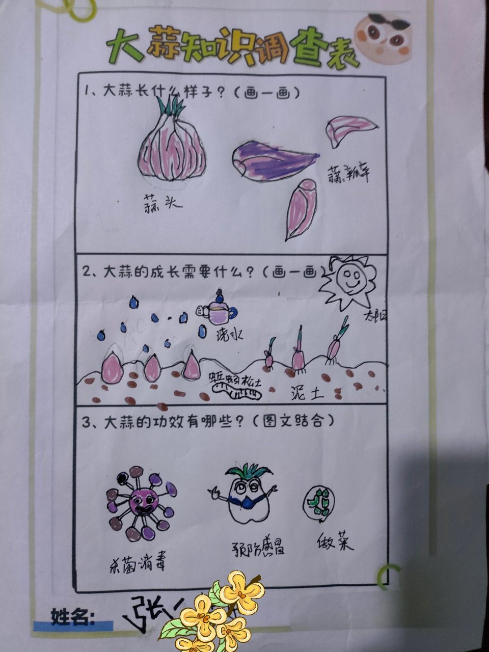 大蒜知识调查表