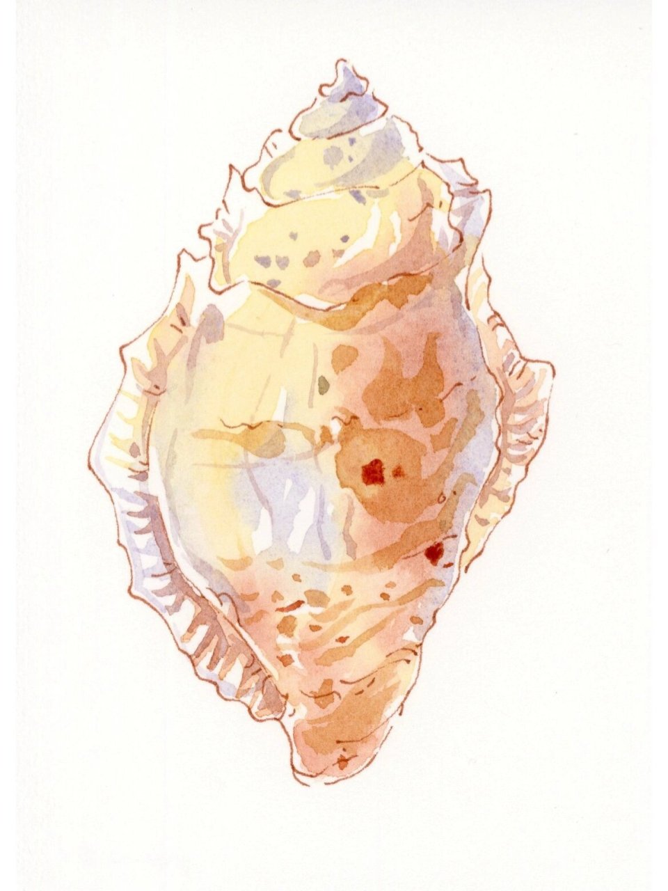 水彩/小海螺合辑 去不了海边的我,在画纸上捡拾贝壳海螺90 课程来自