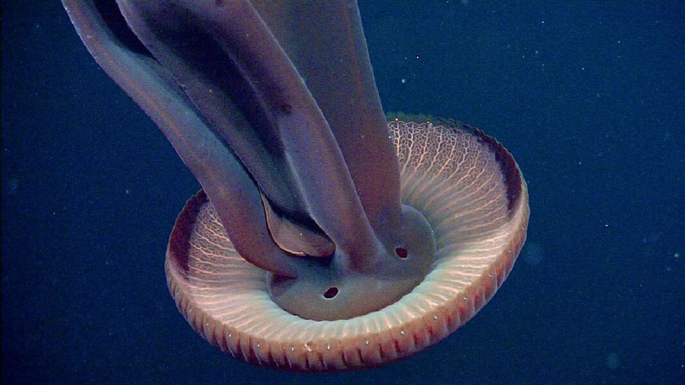 冥河水母|令人胆颤的深海水母 98 fantasea·奇妙海洋 	 146.