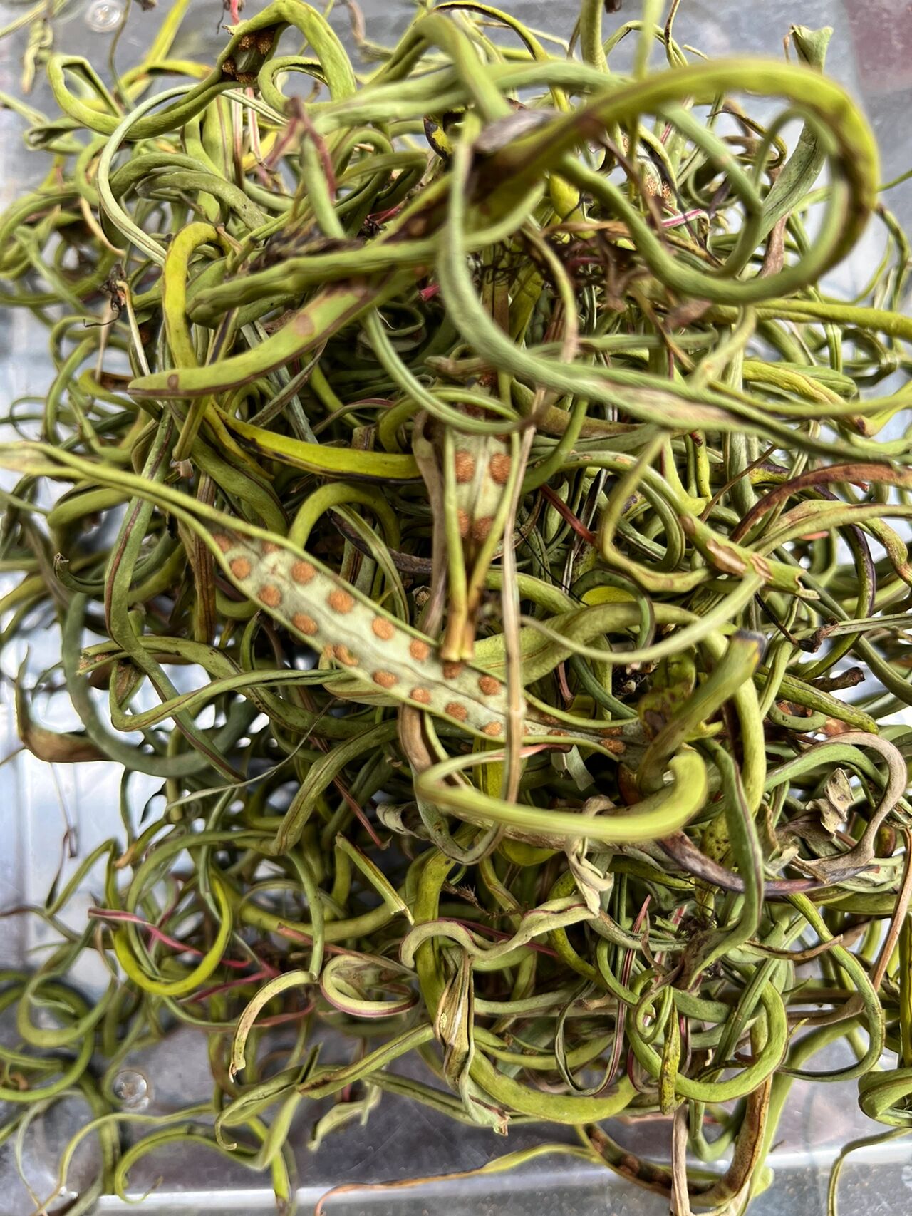 一草去石👍肾精茶野生化石草 化石草又称肾精茶.