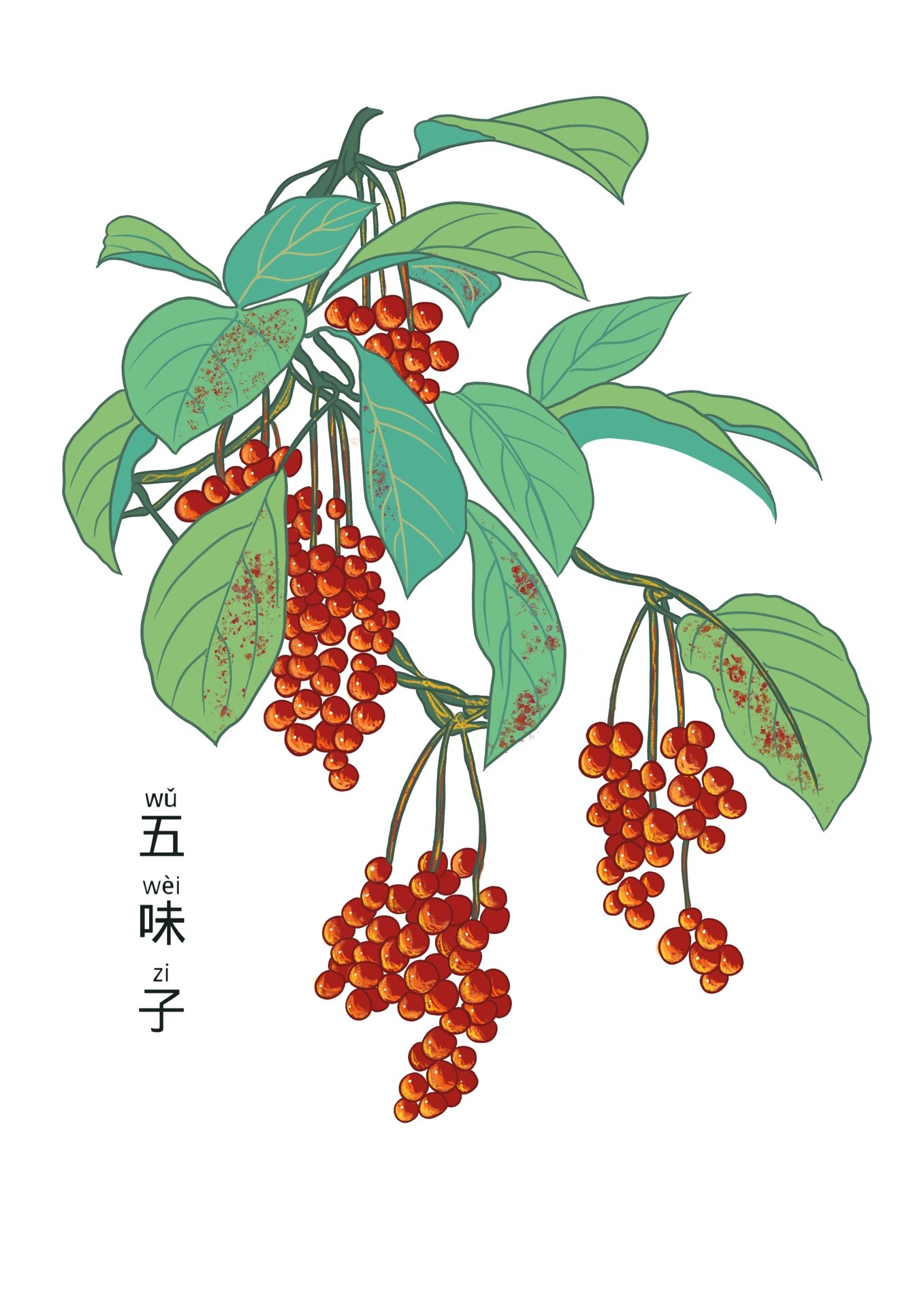 中医药本草植物手绘作品