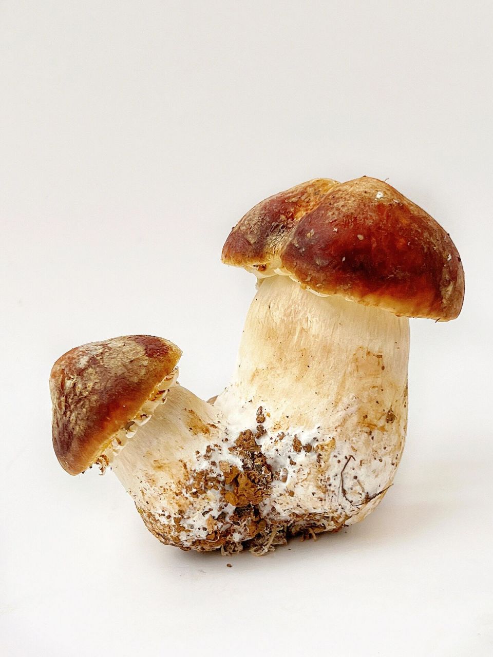 绘画素材//蘑菇:松茸菌