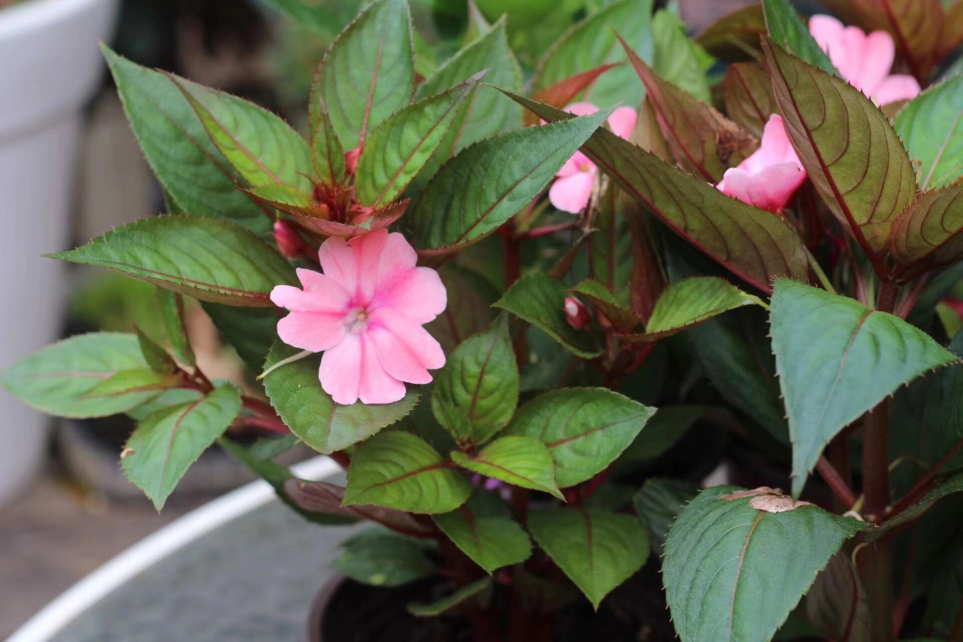 每天一个植物养护小知识—凤仙花 给水就爆花的凤仙 养护知识: 166