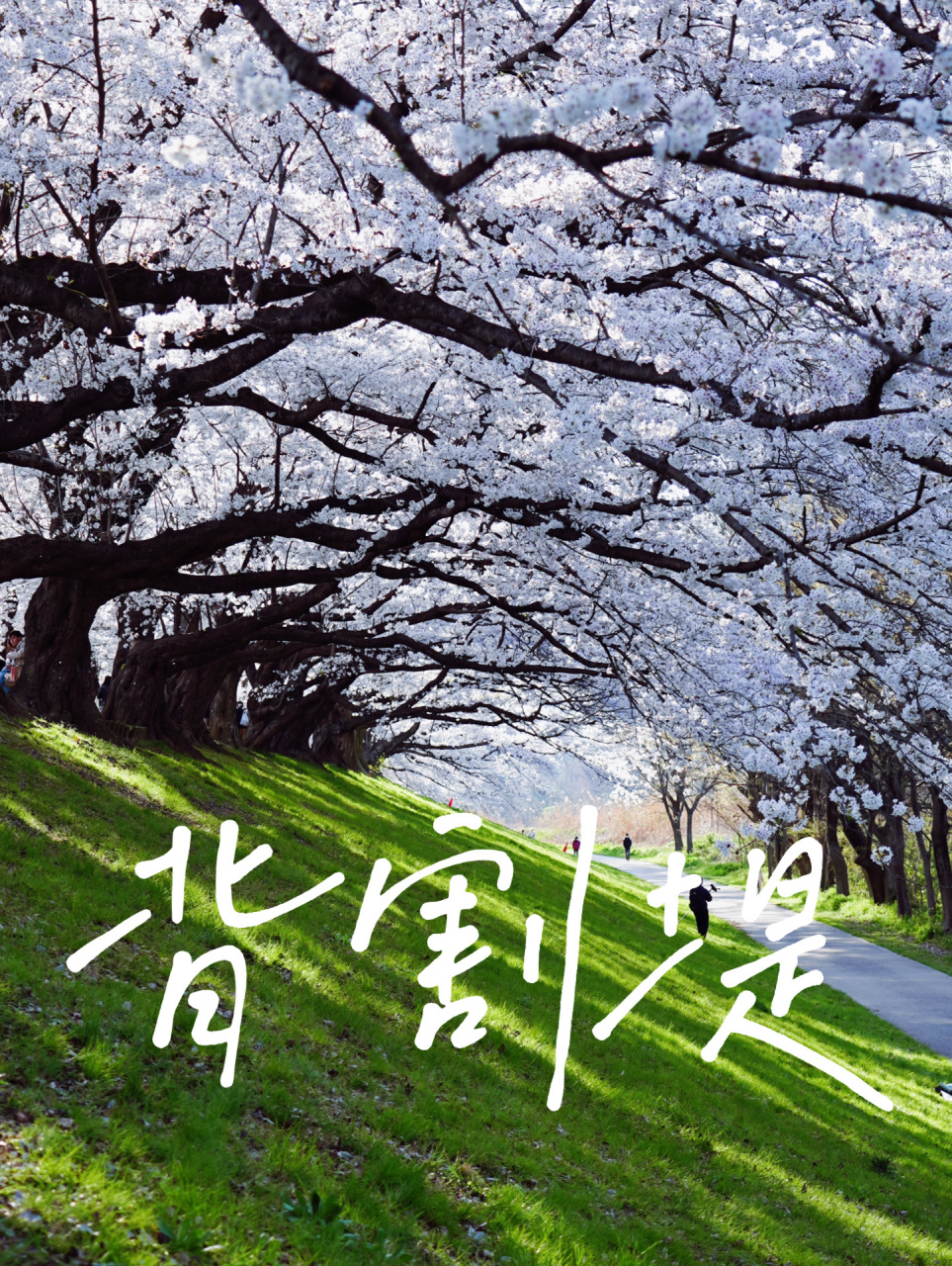 日本旅行 京都府 背割堤 在三川汇合的上游,宇治川和木津川的"夹缝"中