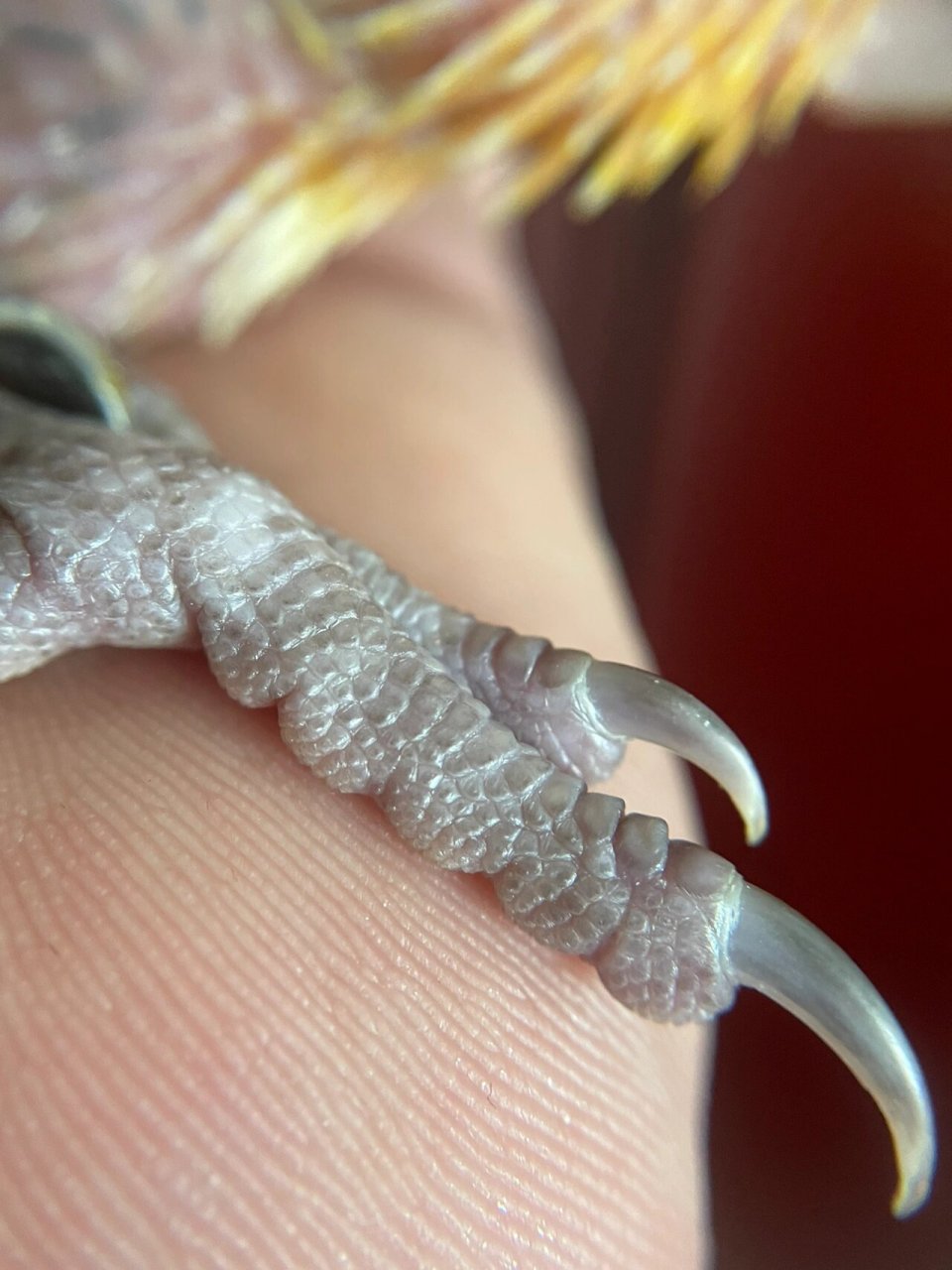 尾脂腺(图二) | 为什么你的鸟养那么差 尾脂腺的分泌物主要是一种能被