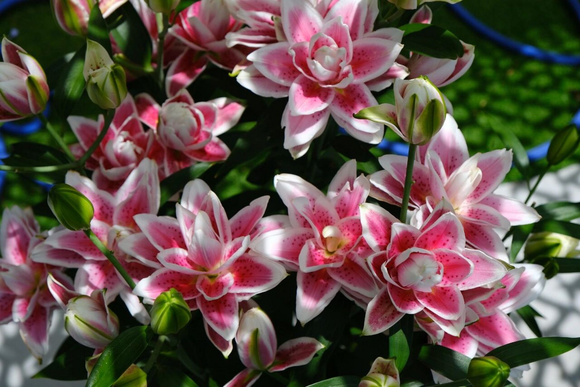 一些百合美图,重瓣百合真是美极了 最早一批2.