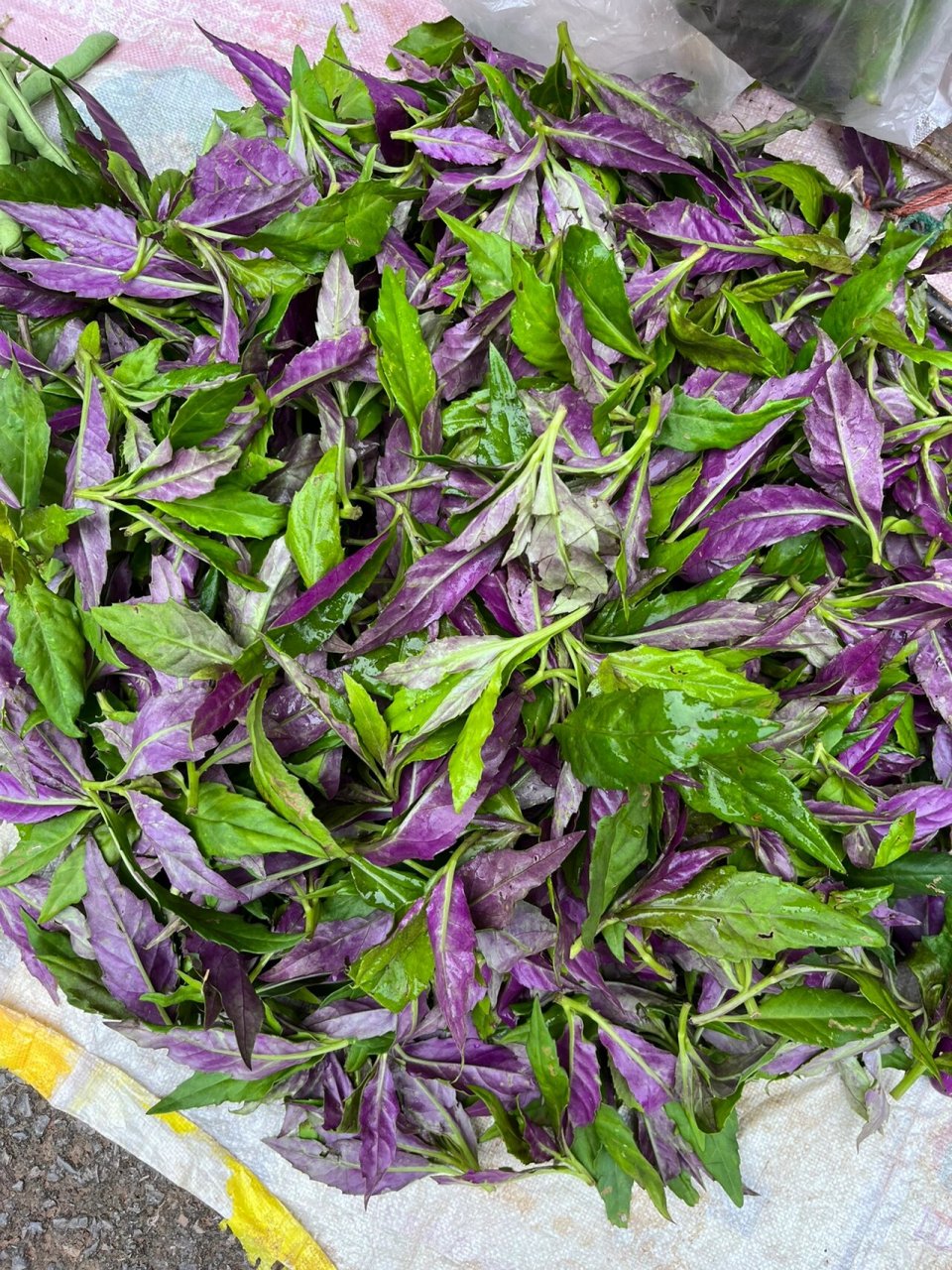 1元1斤,农村赶场,最爱买的菜,血皮菜