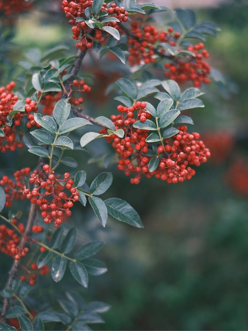 花椒|汉源的花椒树 红果果满树枝     夏天的花椒满树吖