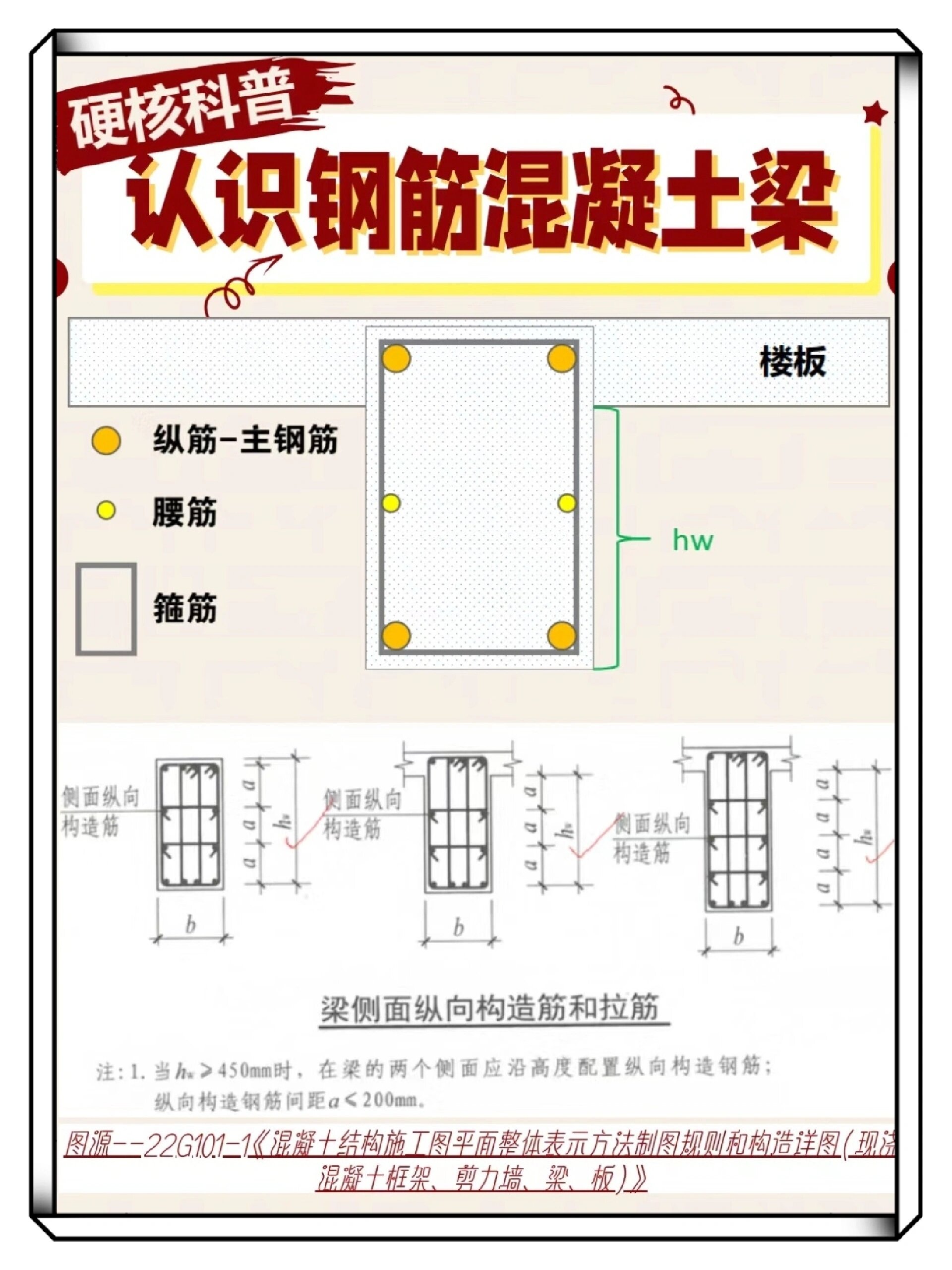 梁的腰筋图片