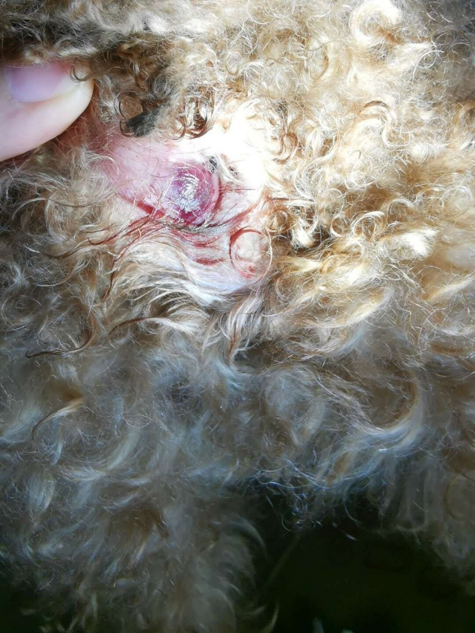 泰迪肛门长了一个大脓包 前天家里的泰迪肛门都是干净的,昨天回去发现