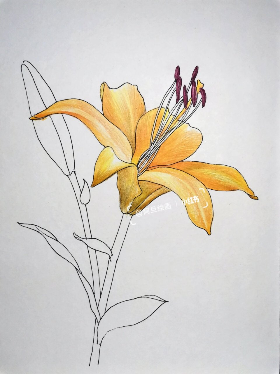 一起打卡彩铅画花卉橙黄色的百合花 一起打卡彩铅花卉,线稿在上一篇