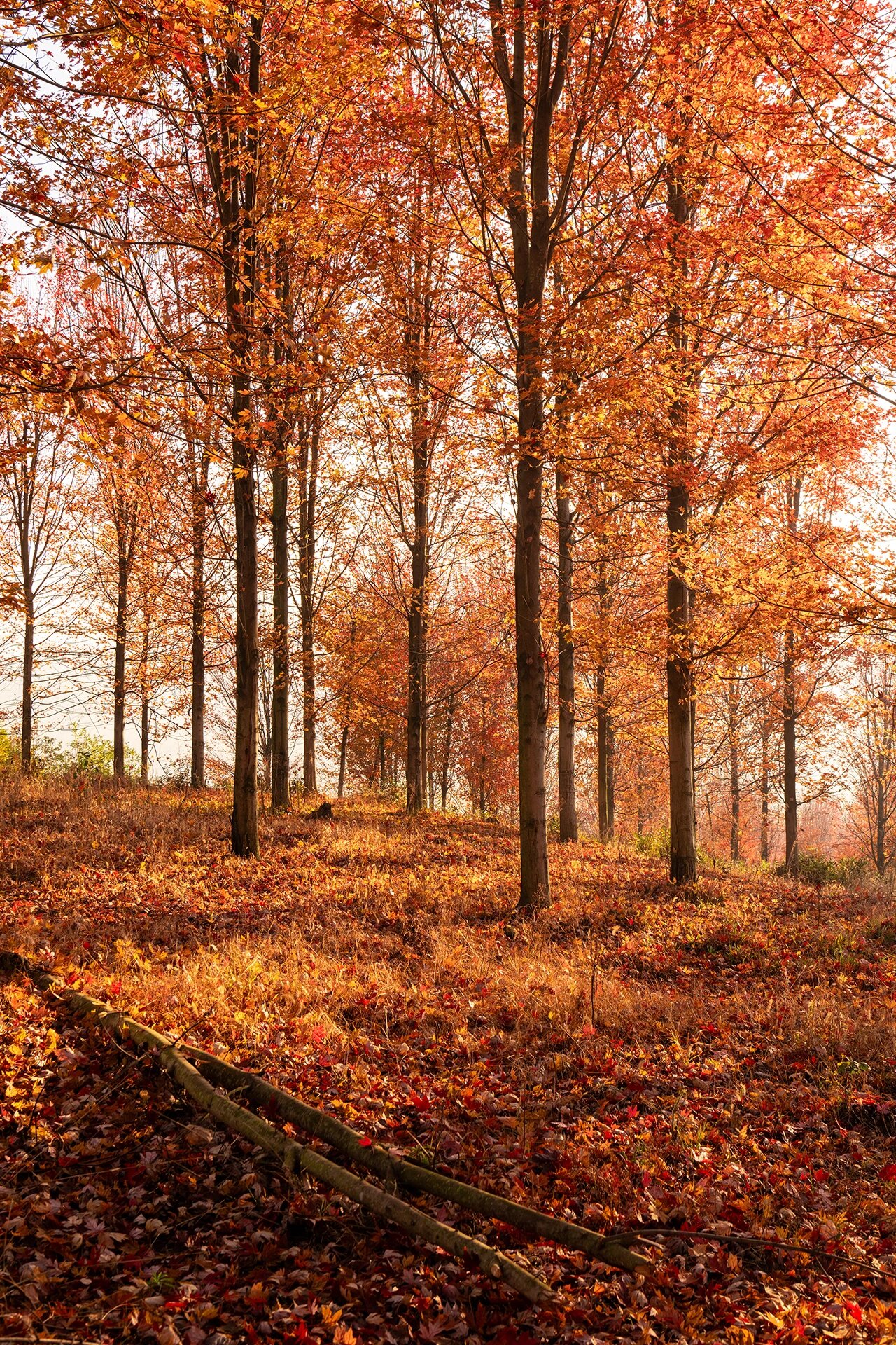 嵊州有一个最美的红枫林等你来打卡.