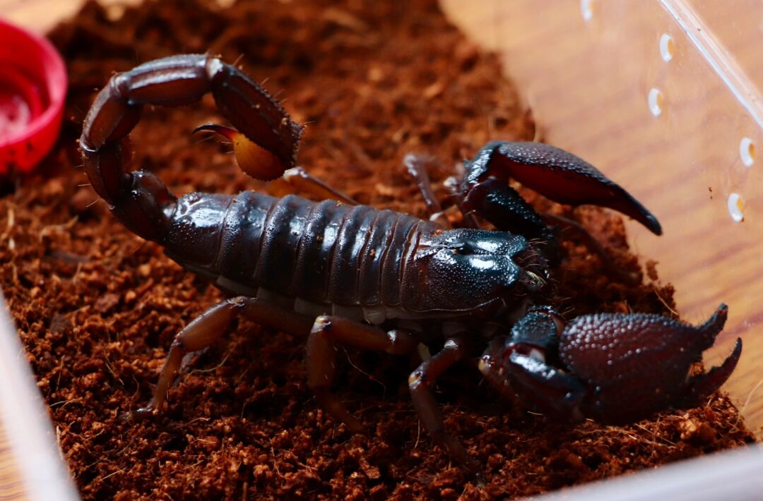 斯里兰卡红爪雨林蝎 到家一个礼拜终于有时间给他拍写真了