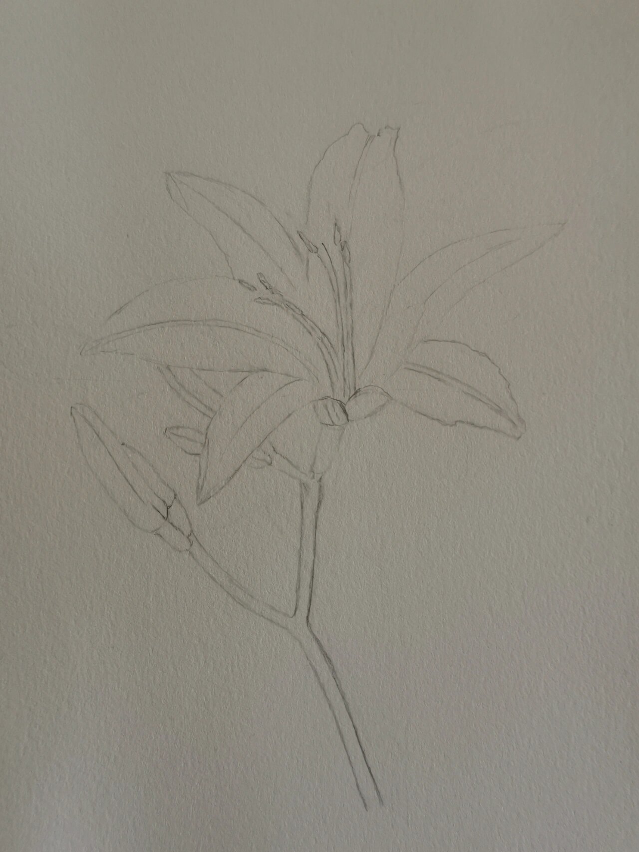 萱草的别名也叫忘忧草,花语是放下忧愁,只记得开心快乐的事情.