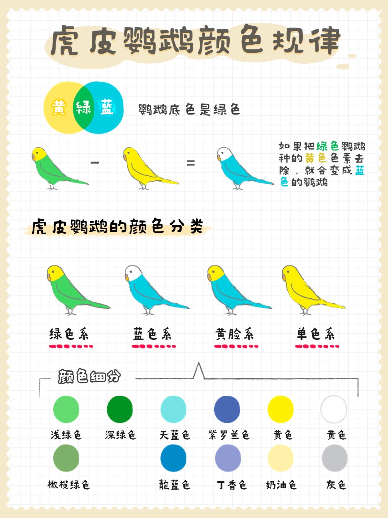 虎皮鹦鹉怎么画 怀孕图片