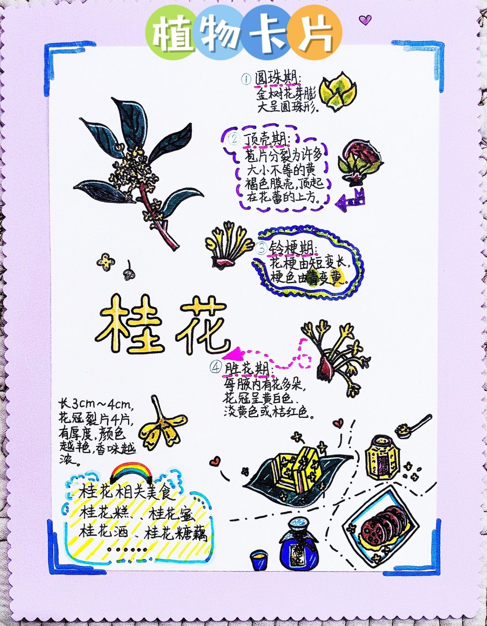 自然笔记 植物卡片之桂花 一年级刚开始没多久,各种画画作业纷至沓来